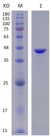12% SDS-PAGE analysis profiles of purified PA3340-24-351 (CBB stained).